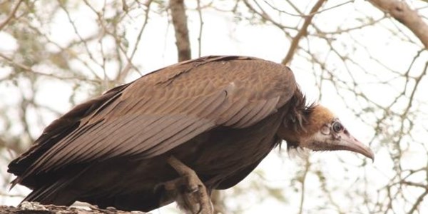 Vultures still under threat | News Article