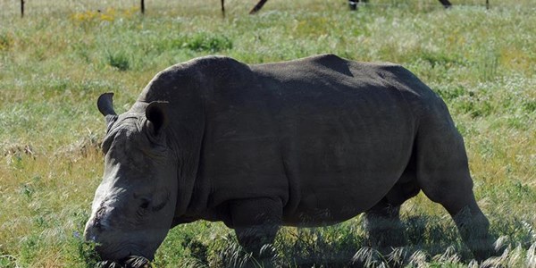 Stress finally gets the better of dehorned rhino Stress finally gets the better of dehorned rhino | News Article