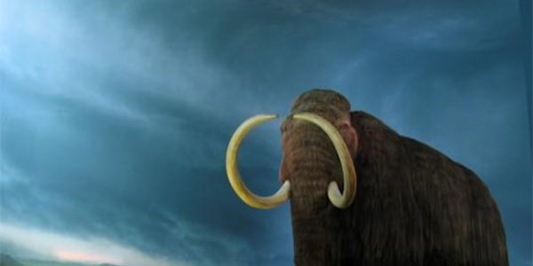 US Farmer discovers woolly mammoth | News Article