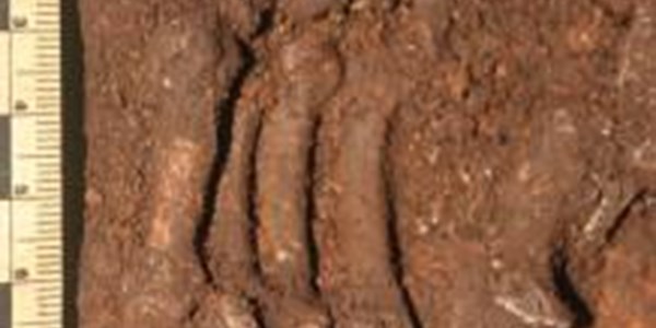 Homo naledi 'a mix of ape and human' | News Article