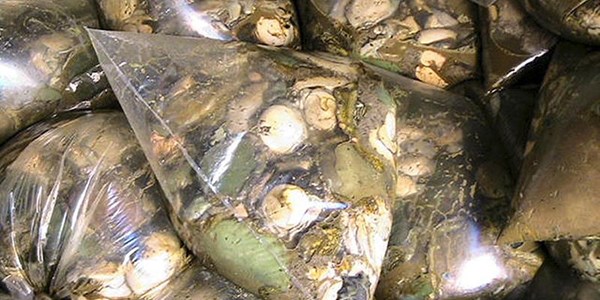 Woman arrested in Bloemfontein for possession of abalone | News Article