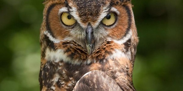 More owls attacking people at night More owls attacking people at night | News Article