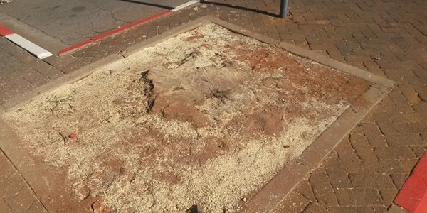 'Important for SANDF to replace removed Potchefstroom trees' | News Article