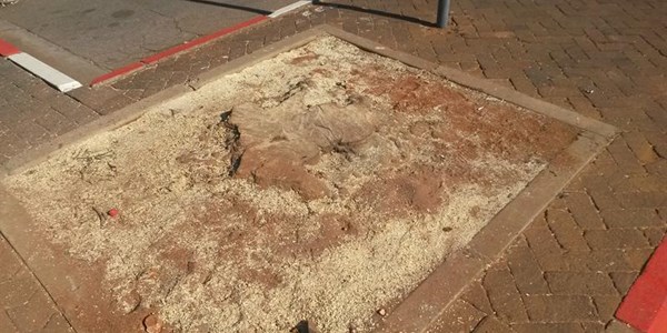 'Important for SANDF to replace removed Potchefstroom trees' 'Important for SANDF to replace removed Potchefstroom trees' | News Article