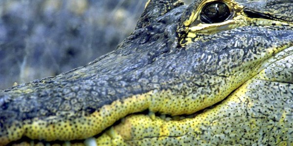 Toeriste sien hoe krokodille mens vreet | News Article