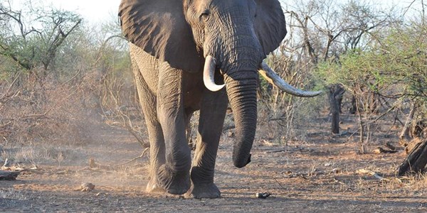 Vyftien ton olifantivoor in Kenia verbrand | News Article
