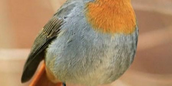SA's favourite bird, the Cape Robin-Chat | News Article