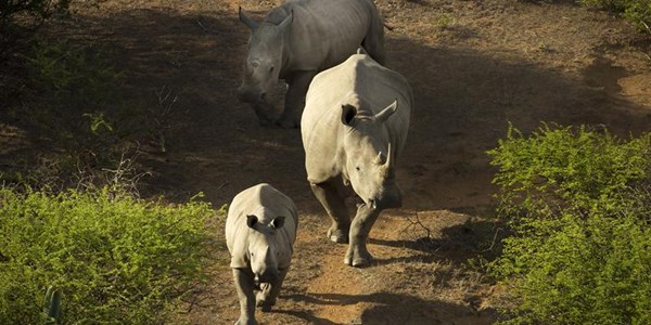 SANParks selling 286 white rhino | News Article