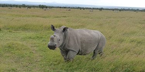 Last known male northern white rhino under 24-hour guard | News Article