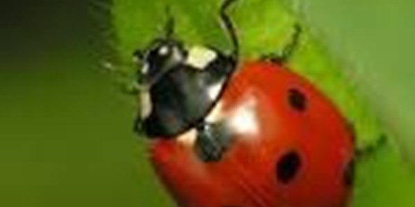 Bugs finding their way to American diet | News Article