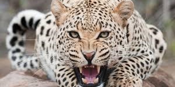 Child survives leopard attack in his home | News Article