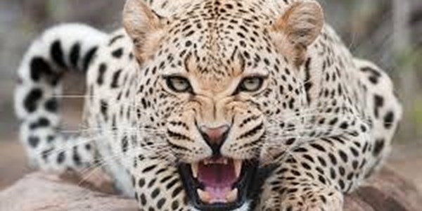 Child survives leopard attack in his home Child survives leopard attack in his home | News Article