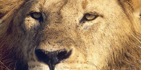 Corpse discovered in lion enclosure | News Article