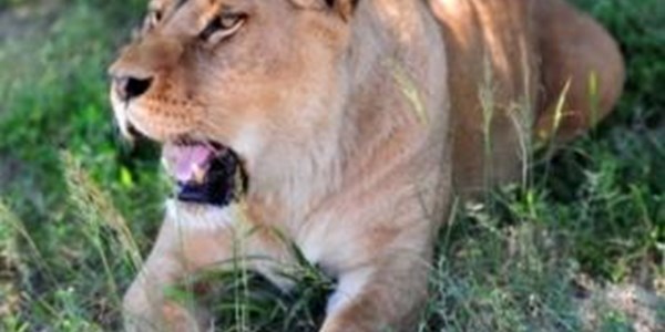 SA donates 7 lions to Rwanda | News Article