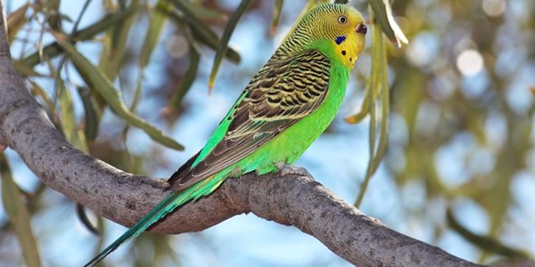 570+ show budgies coming to Bloemfontein this weekend | News Article