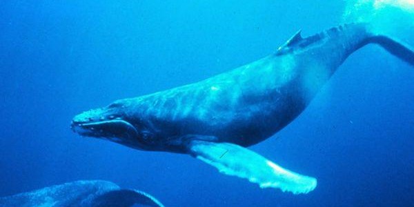 Another whale rescued off Cape coast | News Article