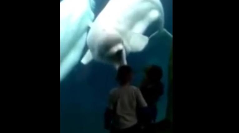 Watch! When whales figure out how to scare kids | News Article