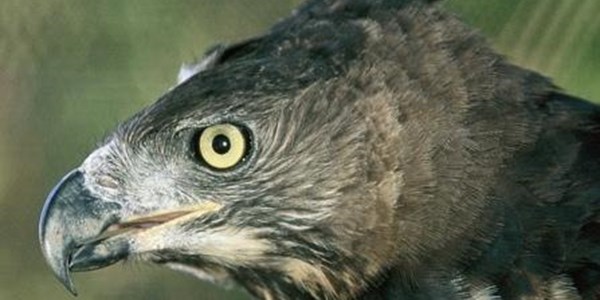 Rogue eagle kills beloved pet | News Article