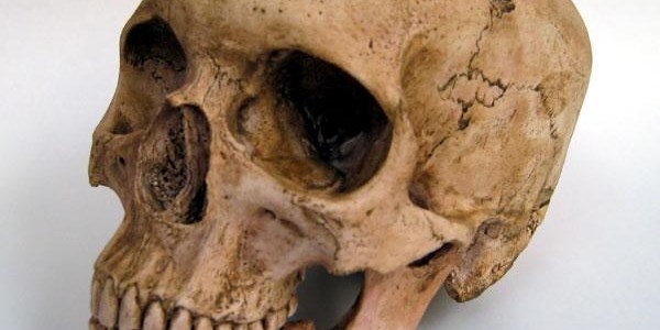 Bones of human skeleton found at King Food in Potchefstroom | News Article