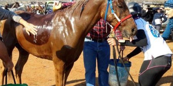 Videos: The final horse is home in Fauresmith | News Article