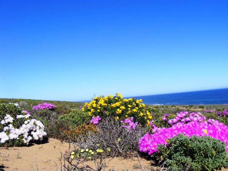 Talle mense sak toe op Springbok om Namakwaland se jaarlikse blomskouspel te ervaar | News Article