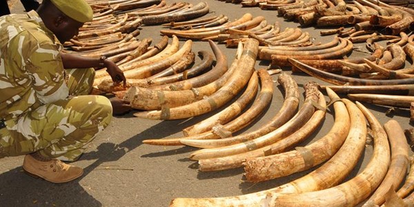 2 tons of elephant tusks seized in Vietnam | News Article