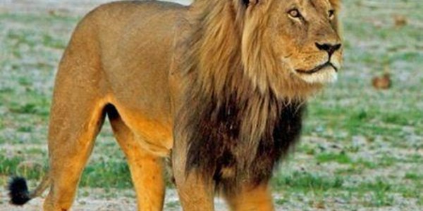 Brother of Cecil the lion isn't dead - researcher | News Article