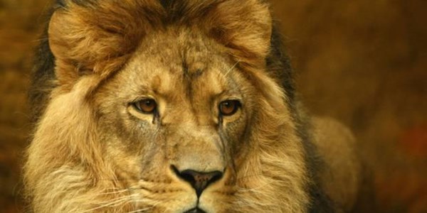 Zim wants Cecil's killer extradited | News Article