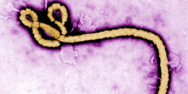 Ebola is back as 5th case in a week is reported in Sierra Leone | News Article