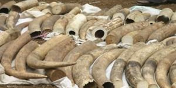 Kenya takes stock of ivory for first time | News Article