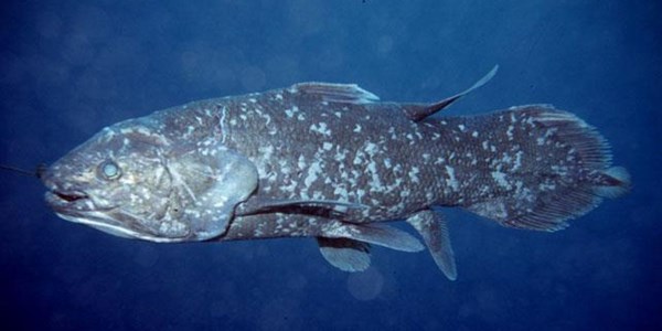 Africa's earliest known coelacanth found in EC Africa's earliest known coelacanth found in EC | News Article