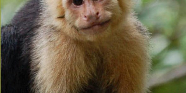 Capuchin-apies in natuur vrygelaat | News Article