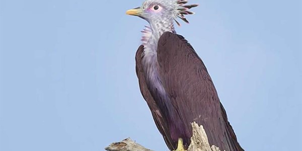 BirdLife SA say their Tuluver PR stunt was extremely successful BirdLife SA say their Tuluver PR stunt was extremely successful | News Article