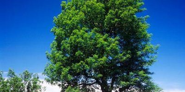 Navorsing toon daar is meer as drie triljoen bome op aarde | News Article