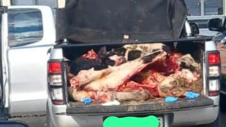 Polisie kry beeskarkasse in bakkie naby Welkom Polisie kry beeskarkasse in bakkie naby Welkom | News Article