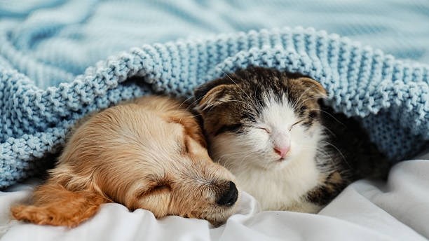 Pet owners warned about recalled dry food products | News Article