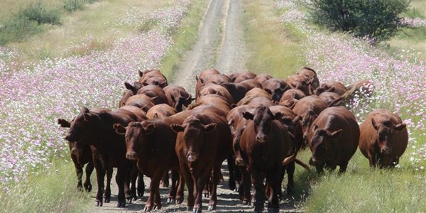 NC department makes agriculture ‘young and attractive’ NC department makes agriculture ‘young and attractive’ | News Article