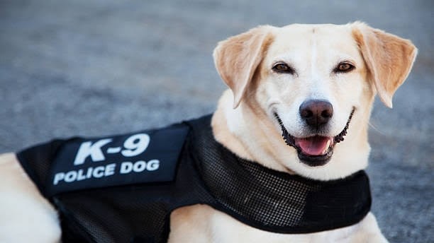 Gesoek: Noord-Kaapse polisie benodig dringend honde Gesoek: Noord-Kaapse polisie benodig dringend honde | News Article