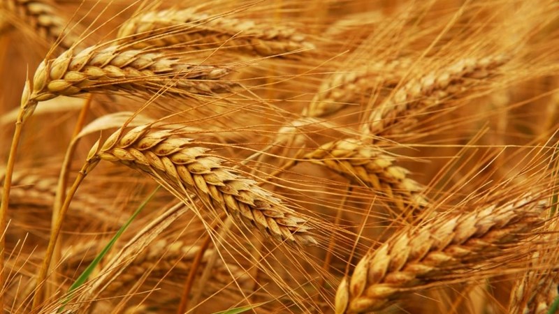 Agri-Uur: Jongste Safex-nuus Agri-Uur: Jongste Safex-nuus | News Article