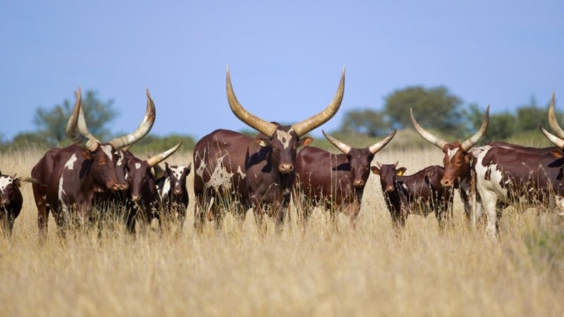 Ankole, ‘n bees in eie reg | News Article