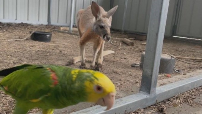 Weird Wide Web - Parrot releases Kangaroo from enclosure | News Article