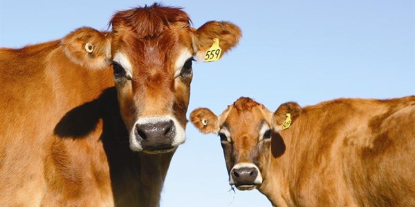 Zastron farmers receive livestock Zastron farmers receive livestock | News Article