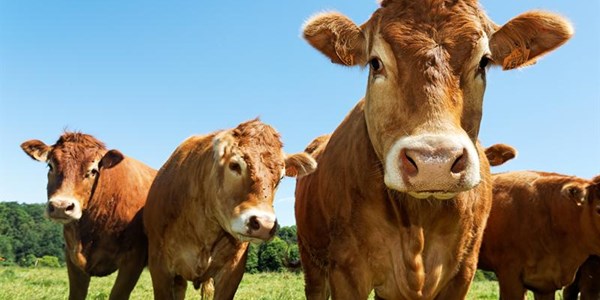 Verhoogde minimumlone kan melkbedryf op sy knieë dwing | News Article