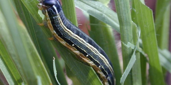 Armyworm in NW Armyworm in NW | News Article