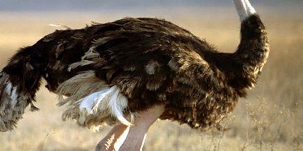 Bird flu found on SA ostrich farm, no Chinese link seen | News Article