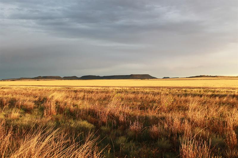 Reën bring verligting vir Noord-Kaap boere | News Article