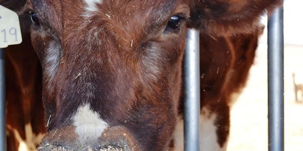 'Onwettige verskuiwing van vee, wild skep probleme in VS' | News Article
