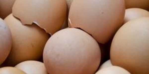 Wêreld se eierboere vat hande in stryd teen honger | News Article