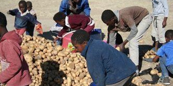 Boer gee tonne aartappels vir armes | News Article