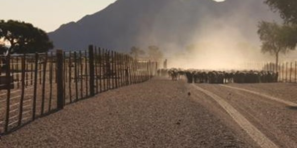 SA moet voorberei vir runderpes by kleinvee | News Article
